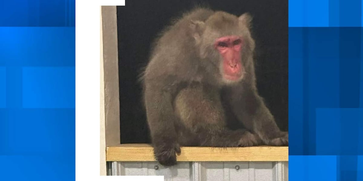 Featured image for Captured: Missing Japanese Macaque in South Carolina