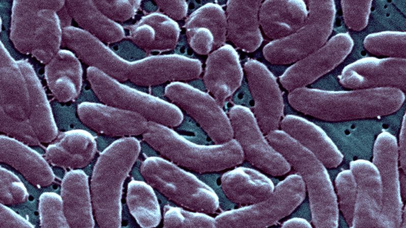 Fatal Infections: Raw Shellfish Linked to Multiple Deaths in Connecticut and New York