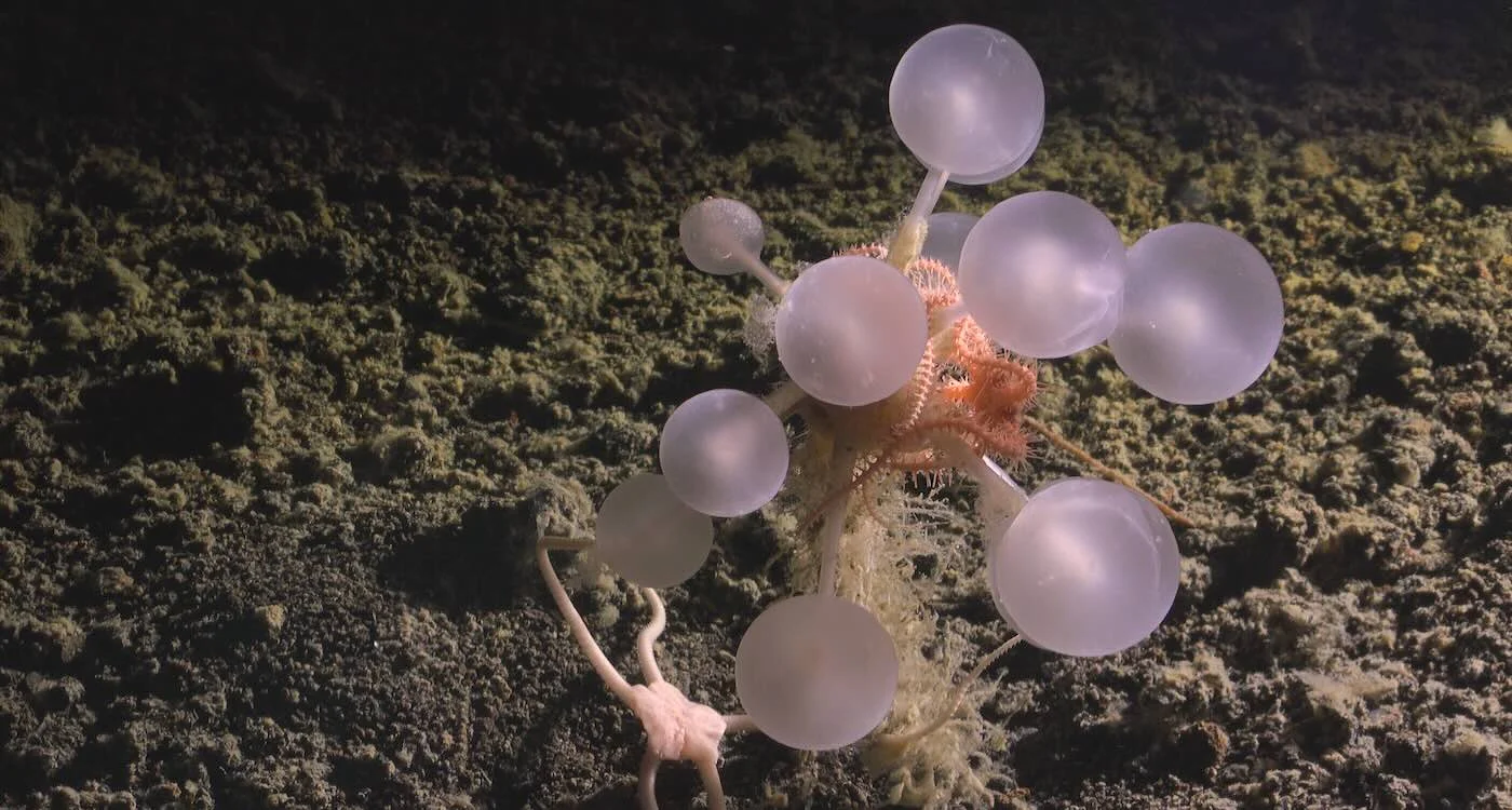 Featured image for Scientists Uncover Bizarre 'Death Ball' Sponge and 13 Other Deep-Sea Creatures