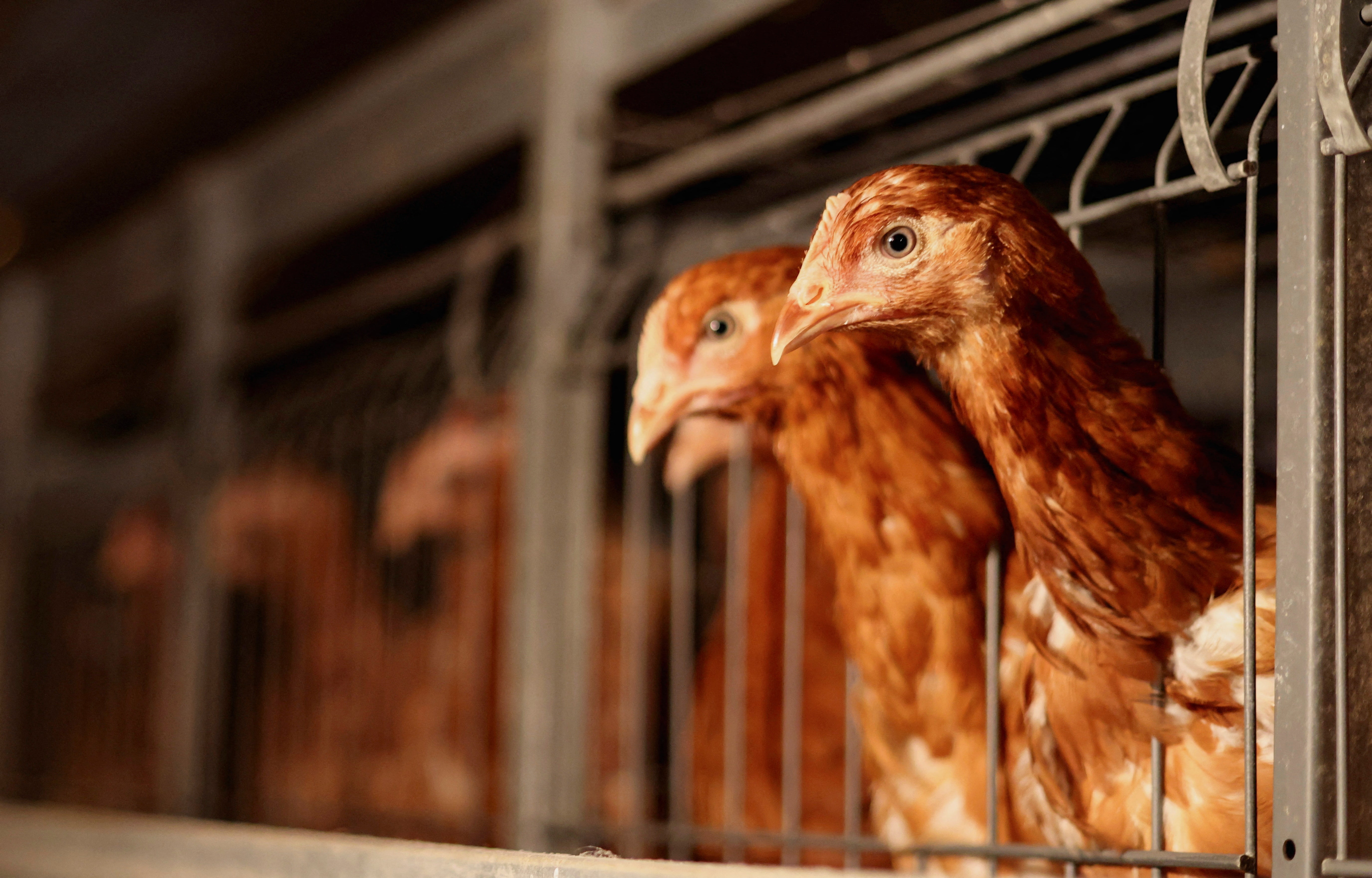 Salmonella Outbreaks in 29 States Tied to Backyard Poultry