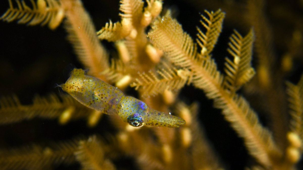 "Japanese Forest Fairies Inspire Naming of New Pygmy Squid Species"