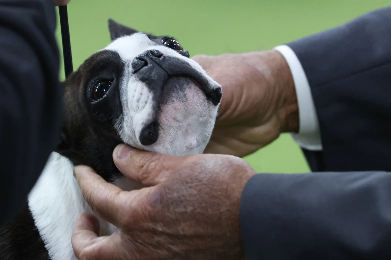 Behind the Ring: What Westminster Judges Look For in a Best in Show
