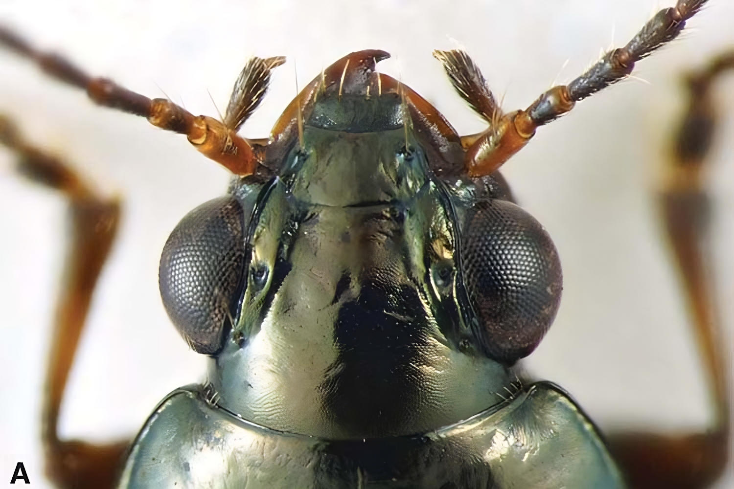 Rediscovery of Rare Beetle After 55 Years