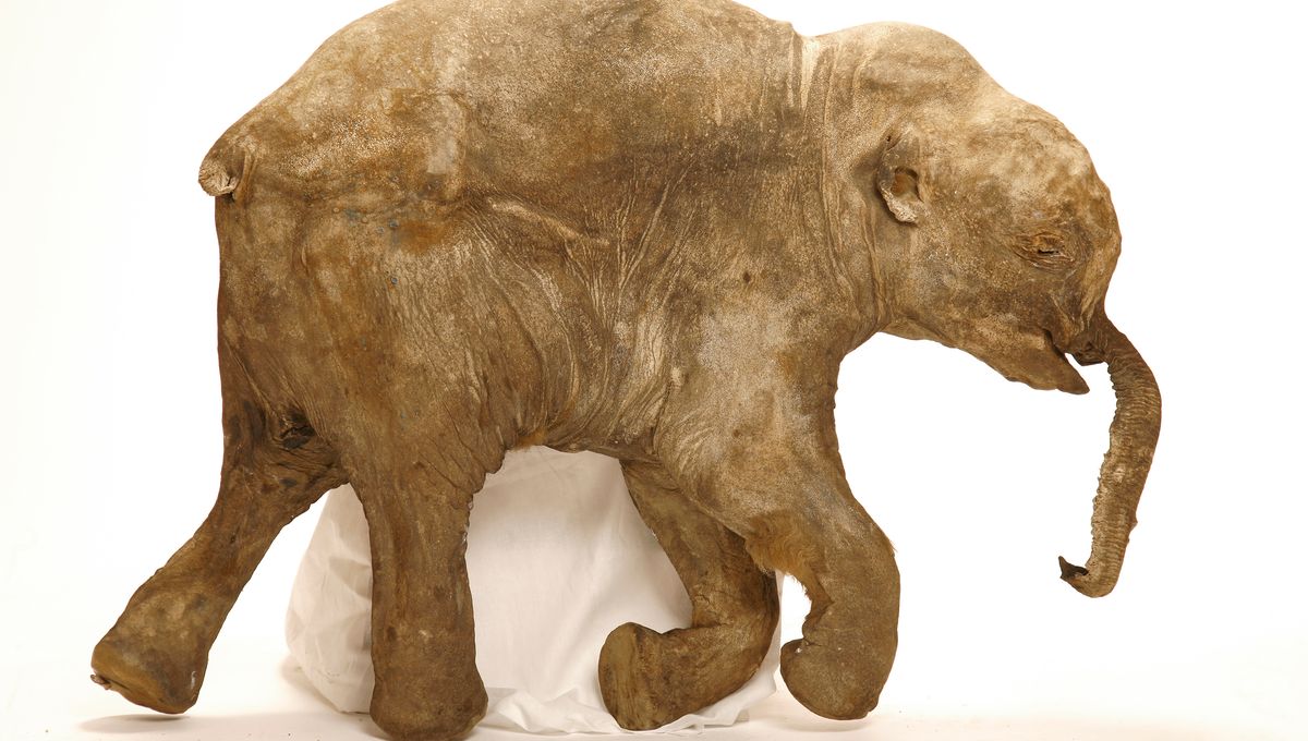 Featured image for Frozen Baby Woolly Mammoths Unveil Prehistoric Pachyderm Secrets