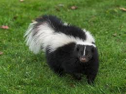 Rabies-Positive Skunks Detected in Southern Indiana