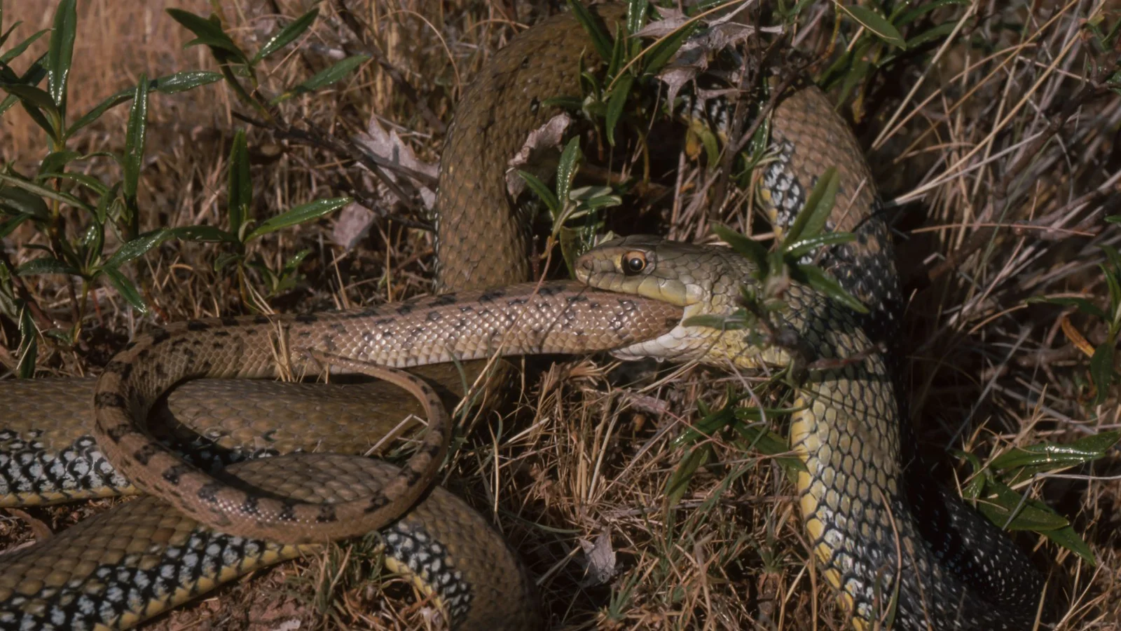 Cannibalism in Snakes: Evolutionary Trick Repeats Across 11 Lineages