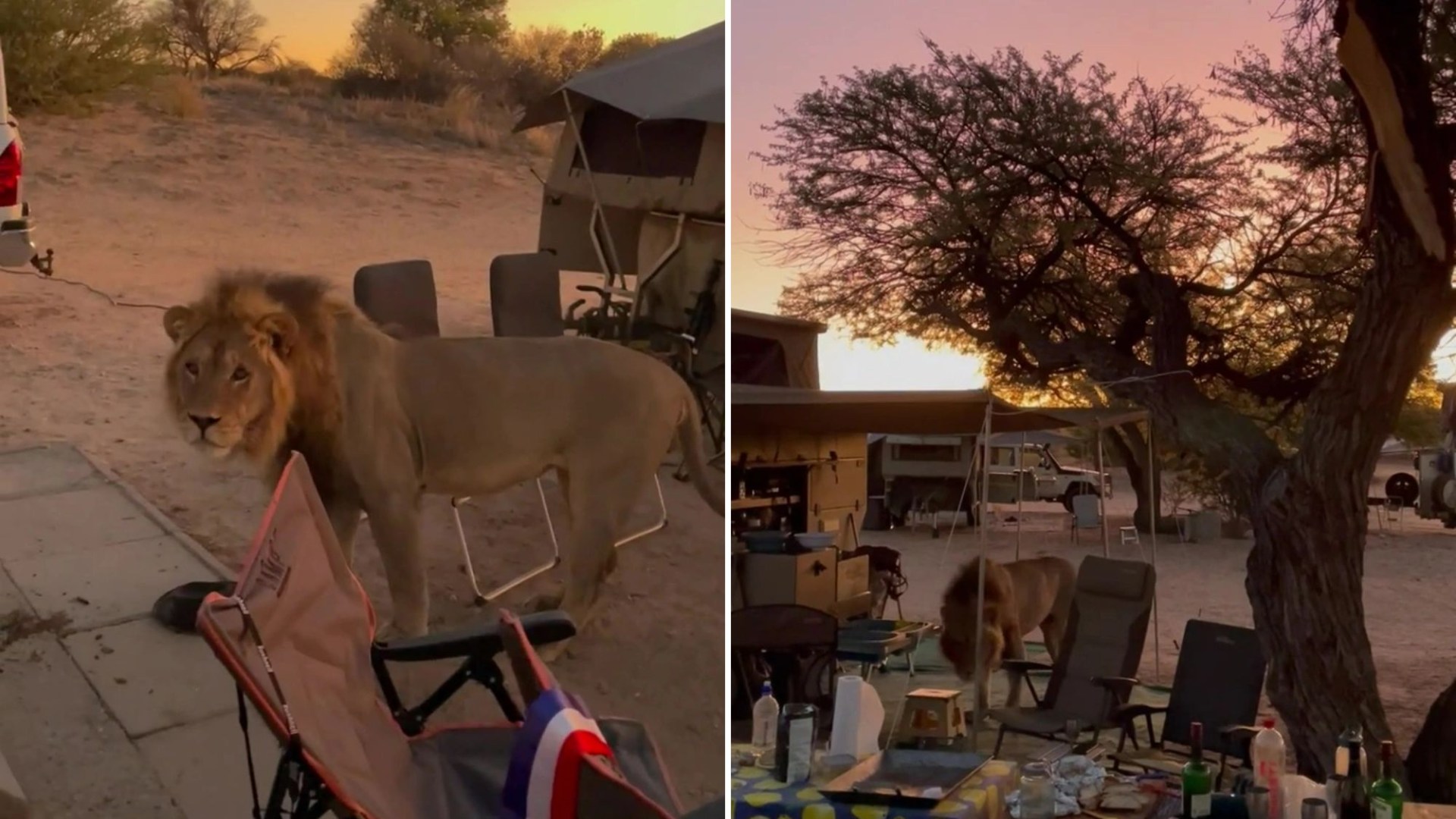 Featured image for Massive lion stuns safari-goers with campsite stroll.