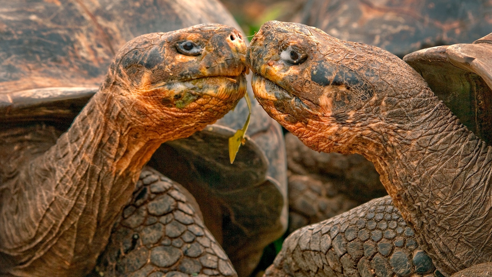 "The Effects of a Solar Eclipse on Wildlife and Flora"