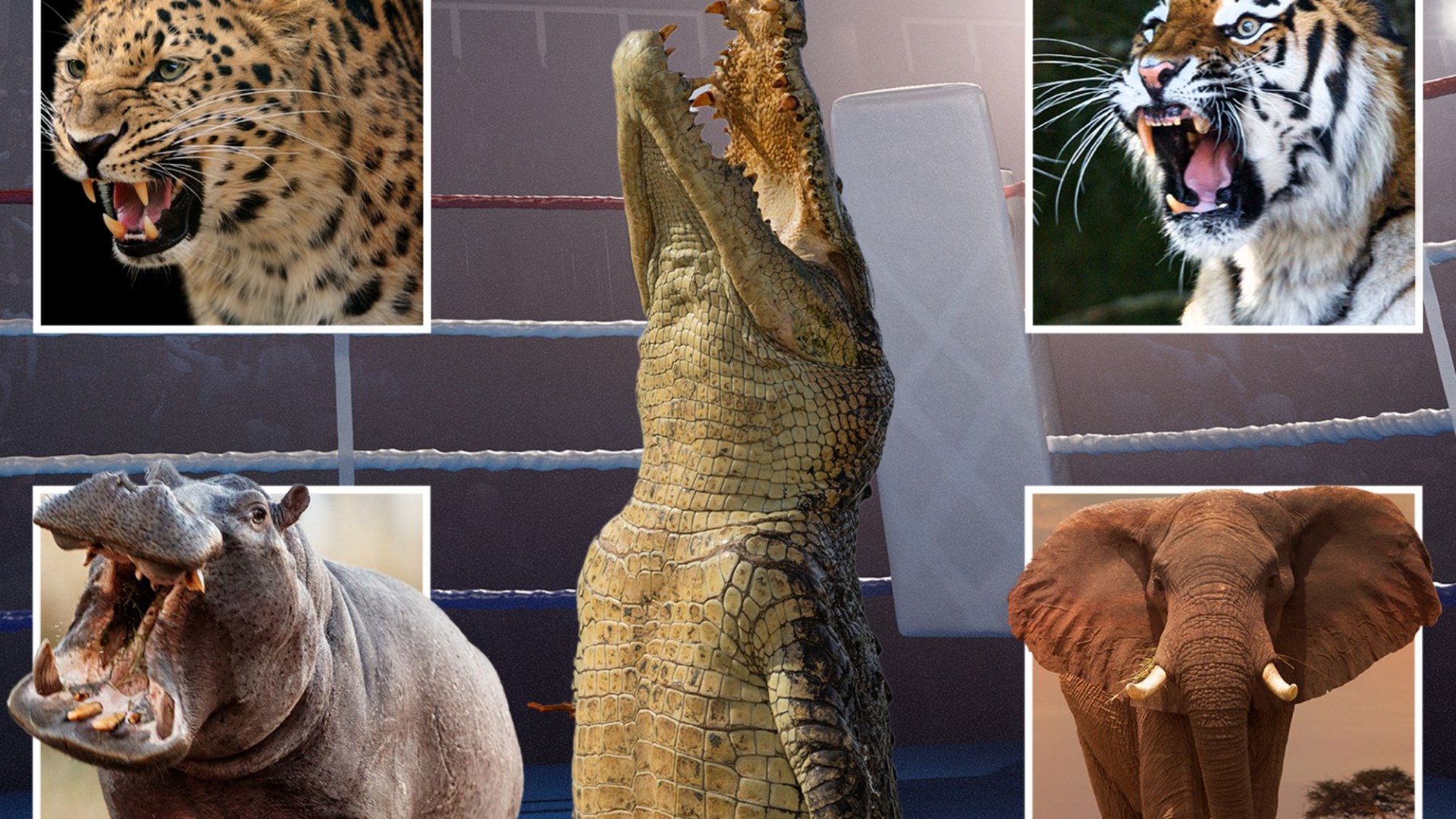 Featured image for "AI Reveals Toughest Animal on Earth After Virtual Fight Among 256 Species"