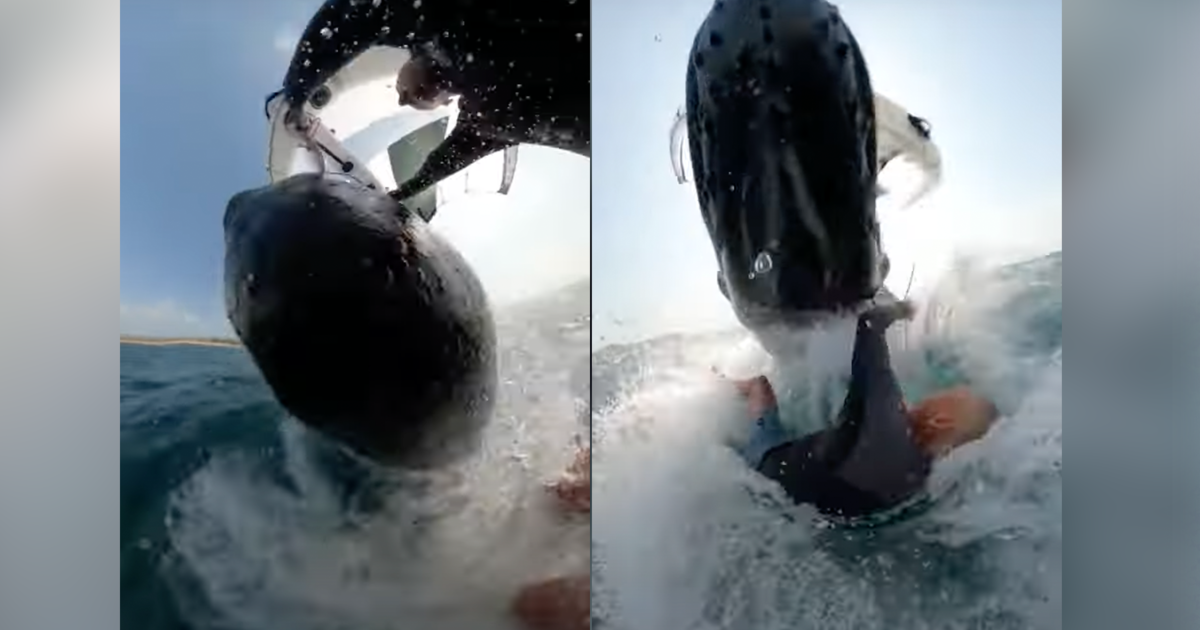 Featured image for Whale Body-Slams Surfer in Unbelievable Encounter