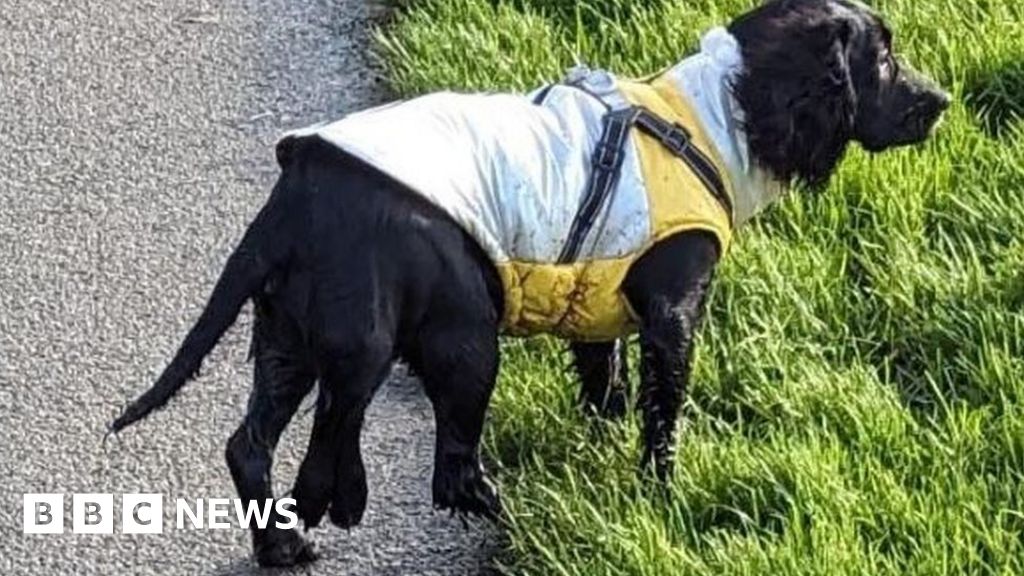 "Rare Six-Legged Dog Undergoes Life-Changing Surgery"