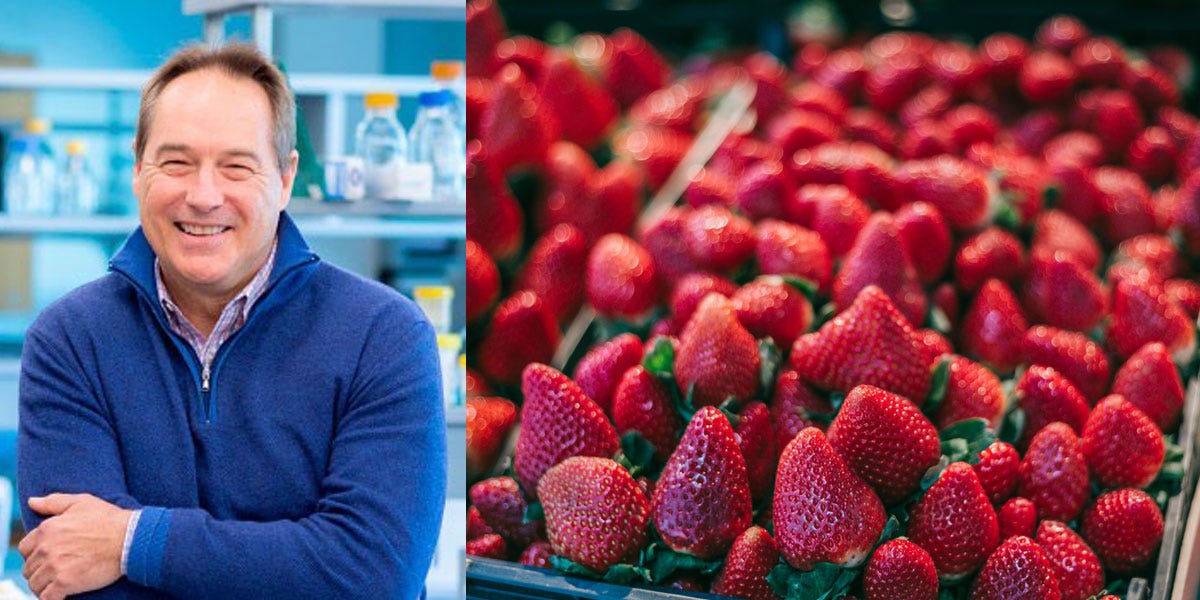 Featured image for "Strawberry Antioxidant and Hunger: Keys to Healthy Aging"