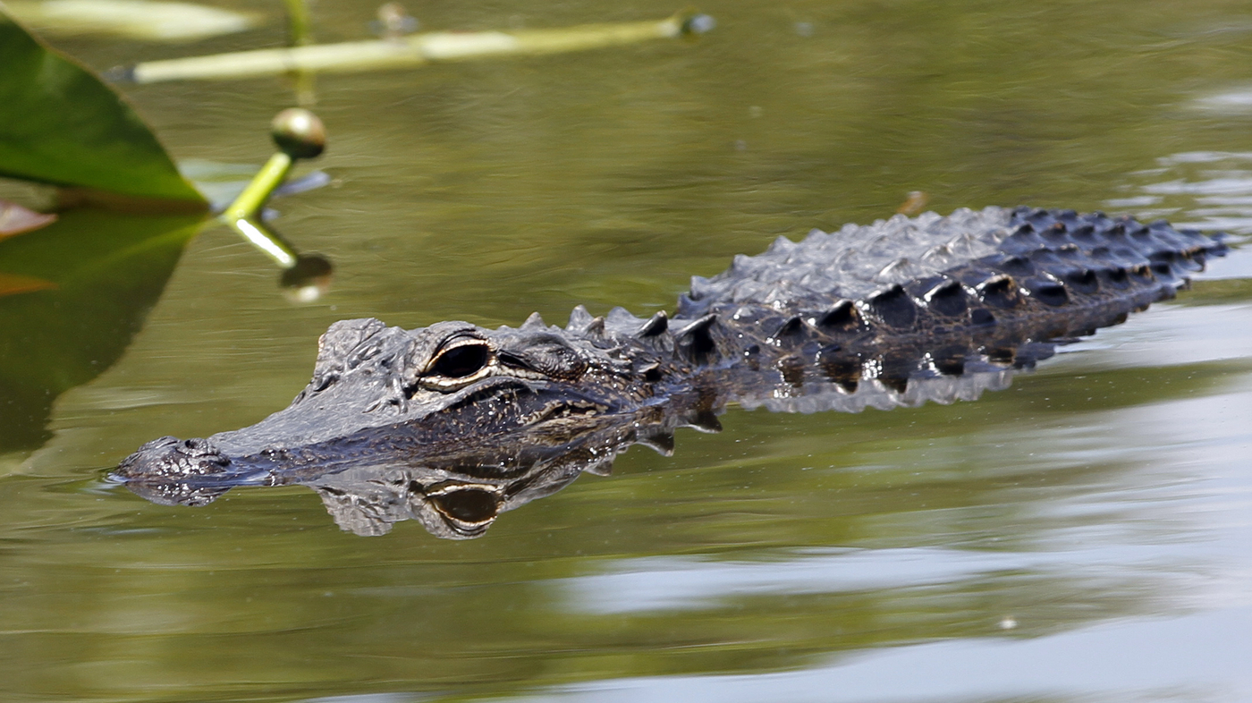 Gruesome Discovery: Massive Alligator Found with Human Remains in Florida Canal