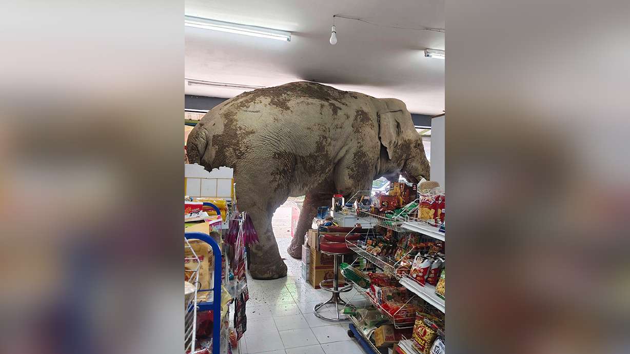 Featured image for Wild Elephant Raids Thai Grocery for Snacks