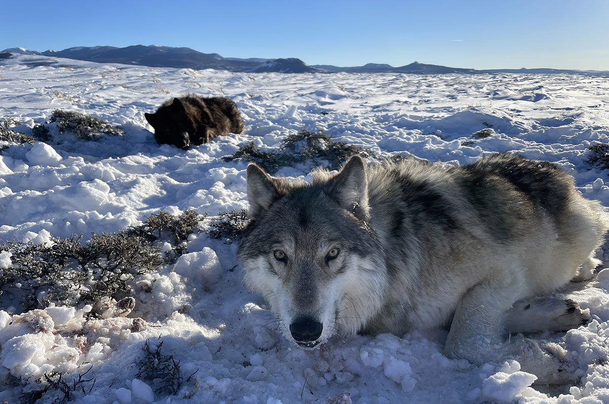 "Colorado's Wolf Dilemma: Ranchers Granted Authority to Protect Livestock"