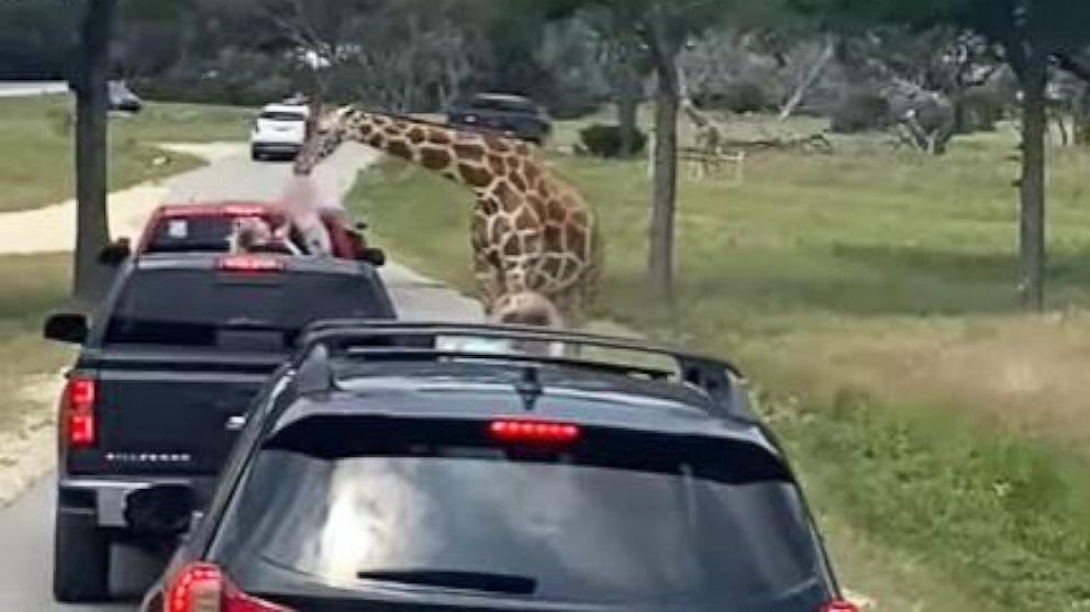 Featured image for Giraffe Lifts Toddler from Truck at Texas Safari in Dramatic Video