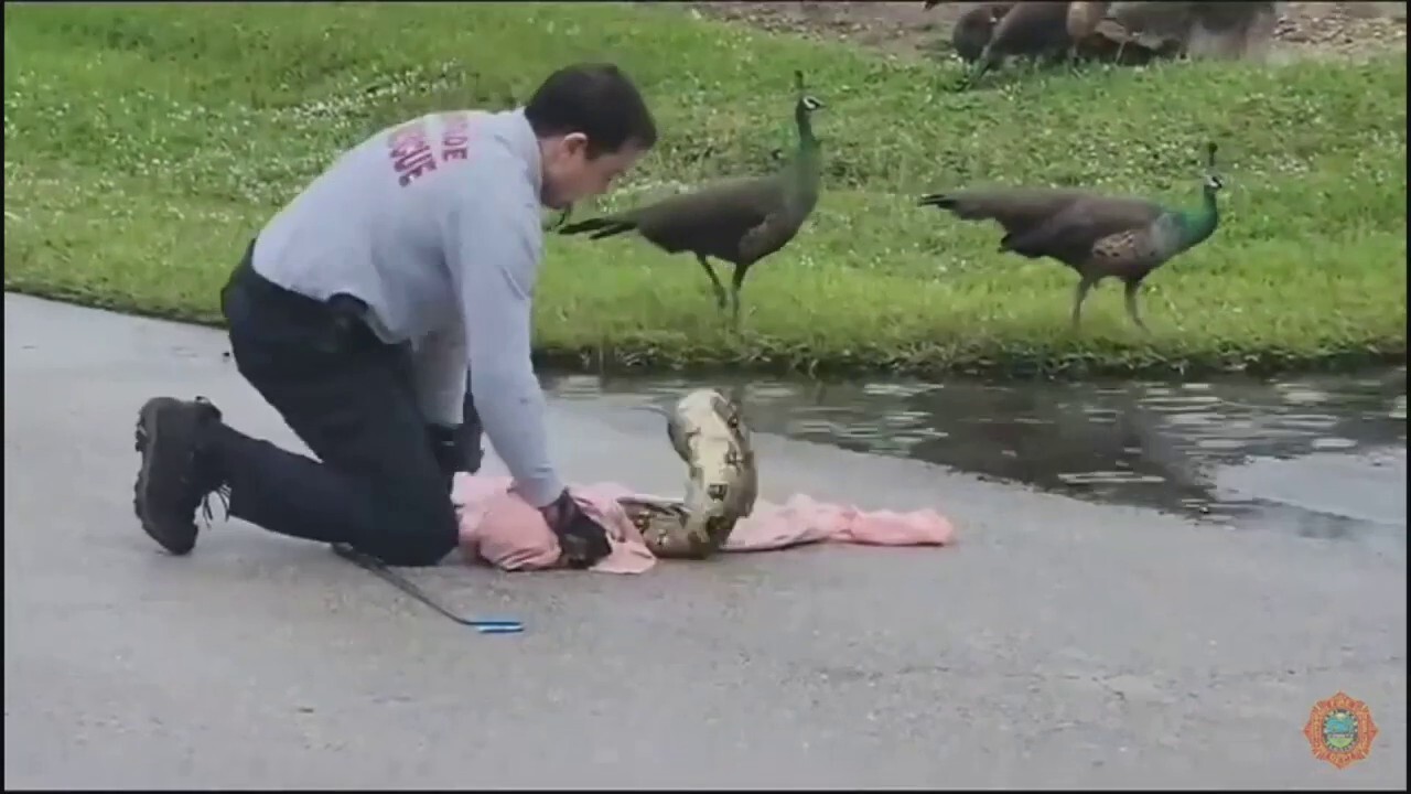 Florida Firefighter Rescues Peafowl from 40-Pound Boa Constrictor in Dramatic Video