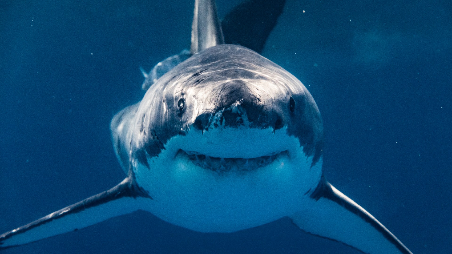 Featured image for "Great White Sharks Venture into the Mysterious Depths of the Ocean's 'Twilight Zone'"