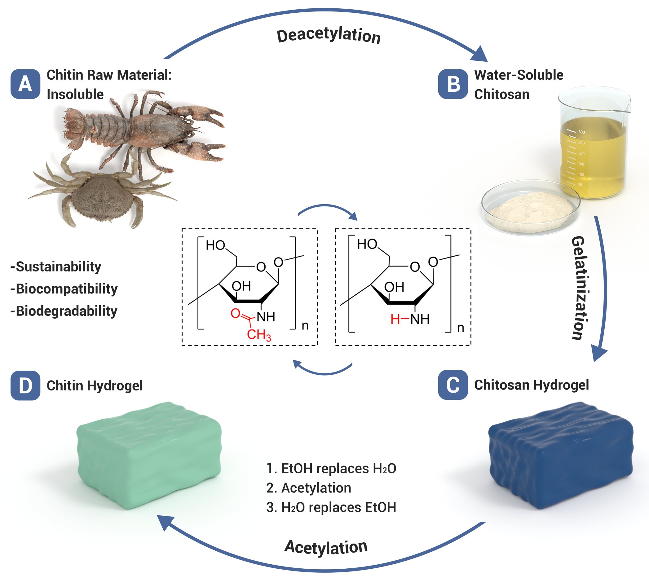Featured image for "Scientists Develop Chitosan-Based Chitin Hydrogel through Chemical Conversion"