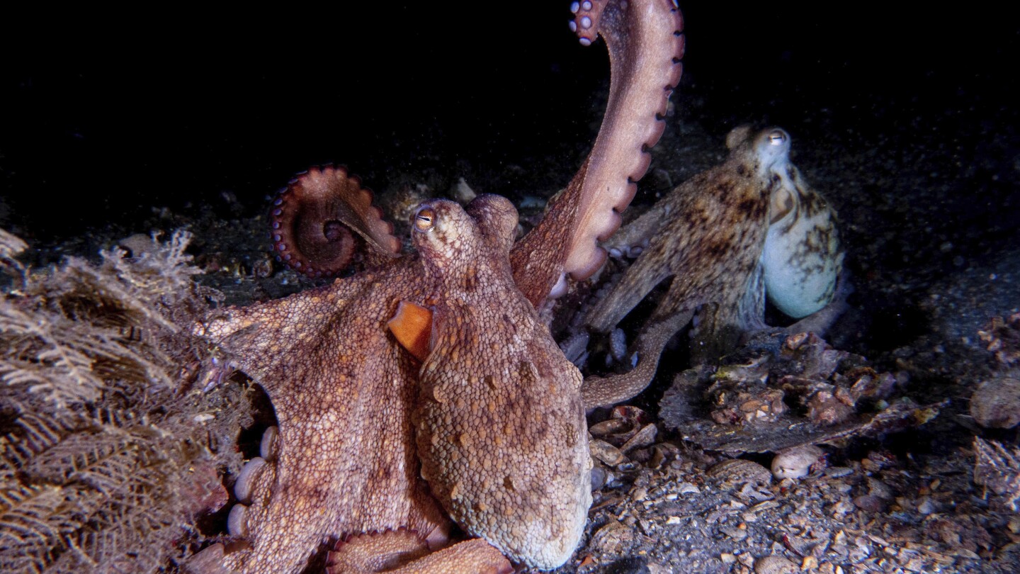 Featured image for Octopus Arms: Versatile Tools for Complex Behaviors