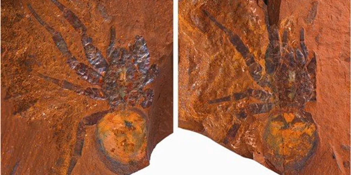 Featured image for Giant Dinosaur-Era Spider Fossil Discovered in Australia