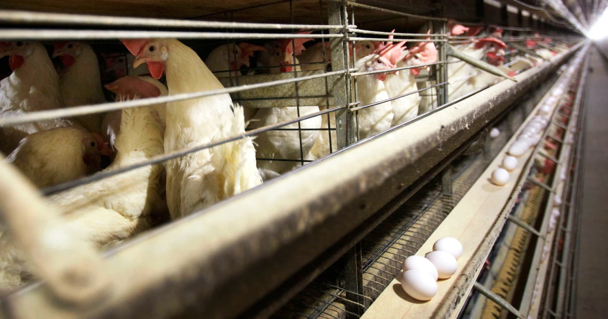 Featured image for Bird Flu Forces Culling of 4.2M Chickens at Iowa Egg Farm