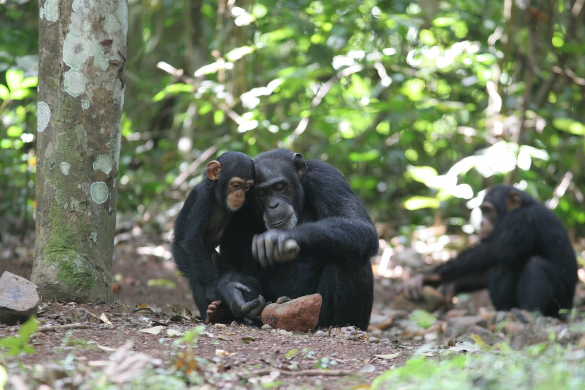 Featured image for Chimps Exhibit Human-Like Tool Use and Problem-Solving Skills