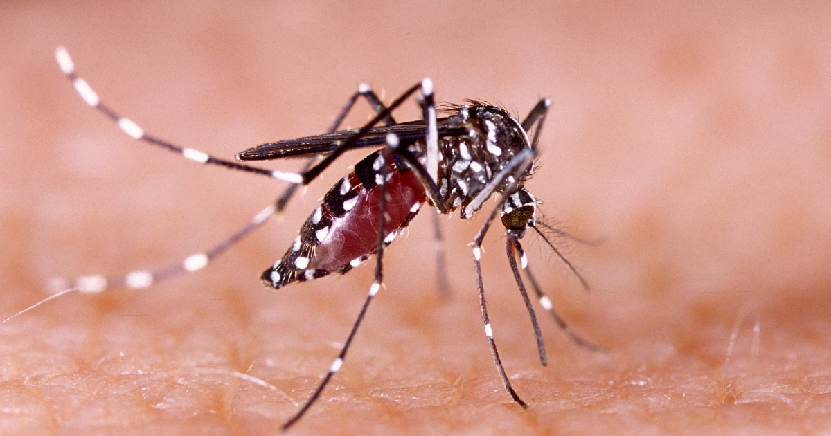 Featured image for Las Vegas Faces Escalating Mosquito Crisis