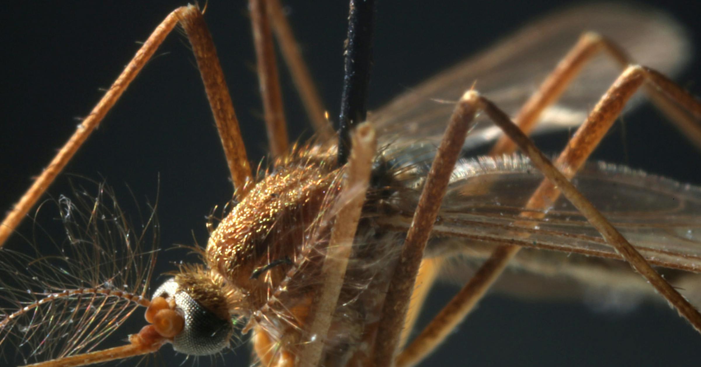 Featured image for West Nile Virus: Two Deaths and Rising Cases in Minnesota and North Dakota