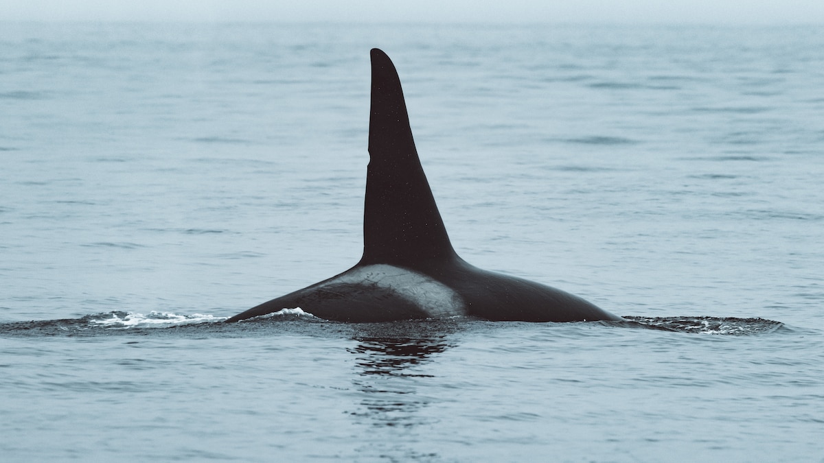 Featured image for "Orcas' Savage Tactics: Thriving as Apex Predators in the Open Sea"