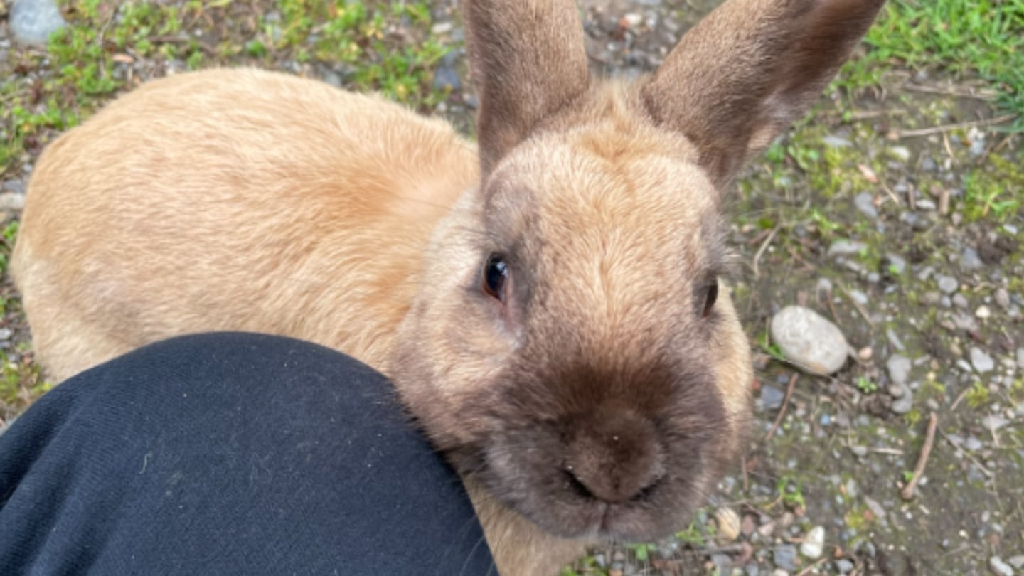 Rabbit Disease Ravages Whidbey Island's Bunny Population