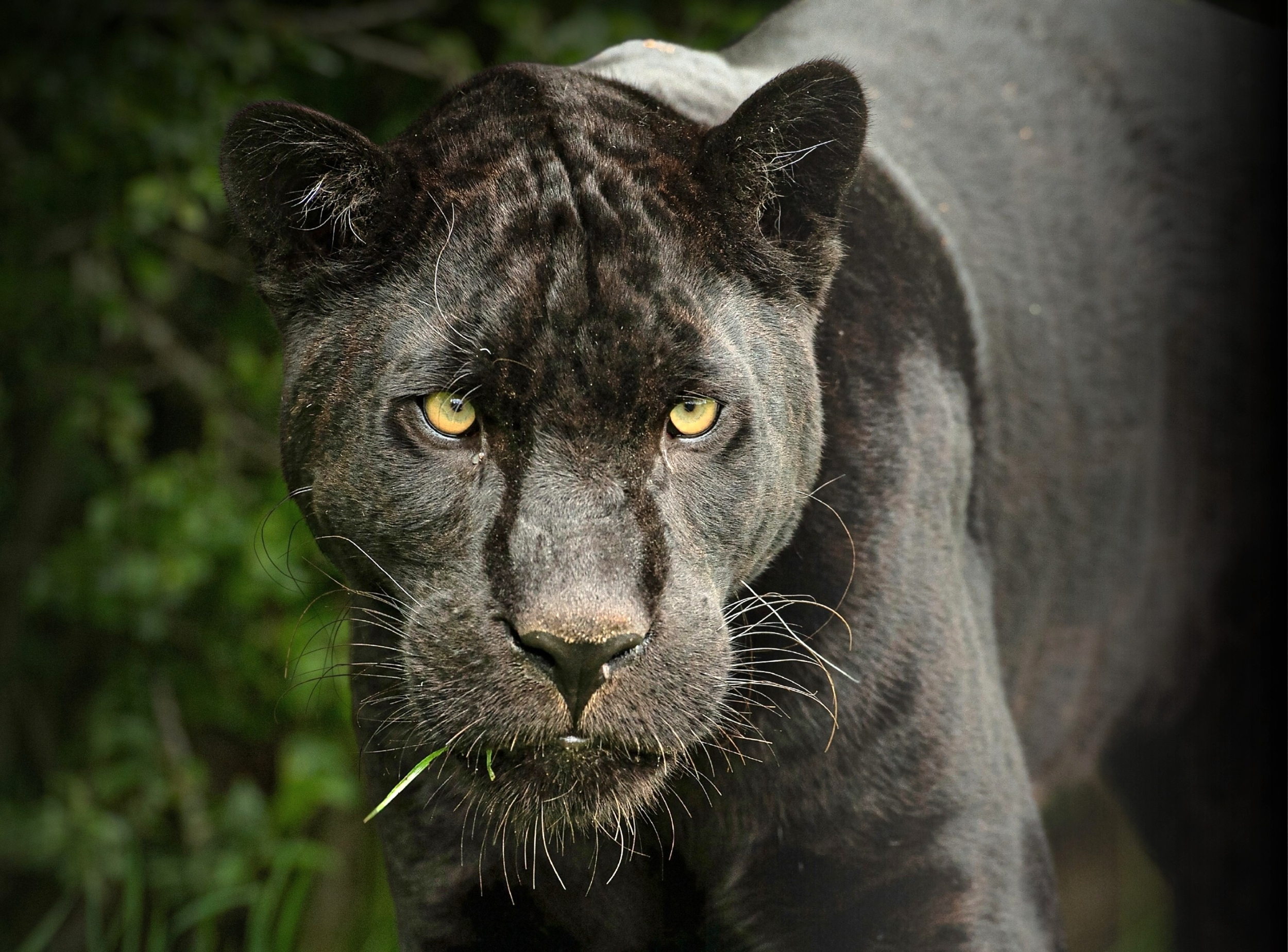 Featured image for First Ever Footage of Black Jaguars Mating in the Wild