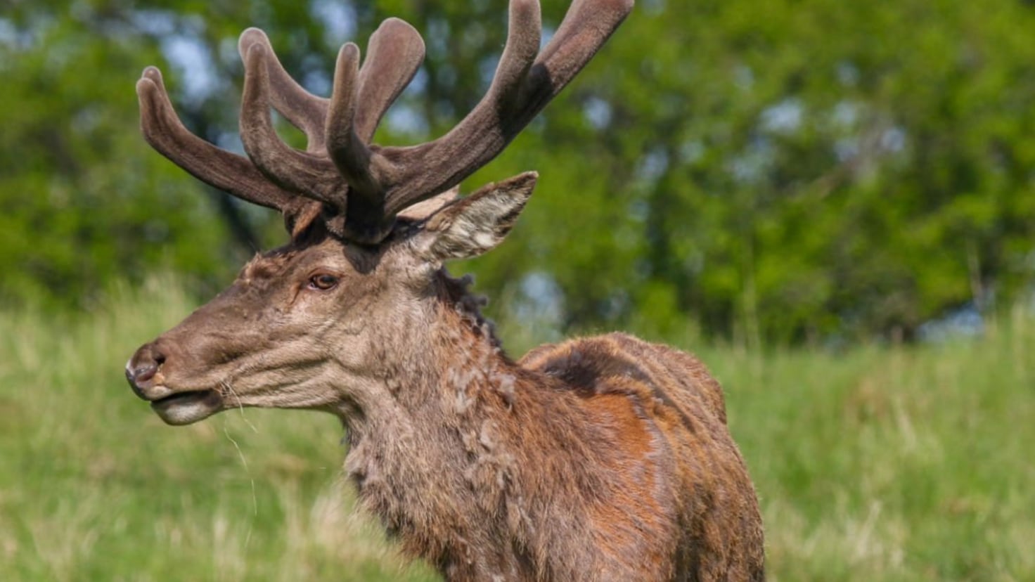 Zombie Deer Disease Spreads to Yellowstone: Warning for Visitors