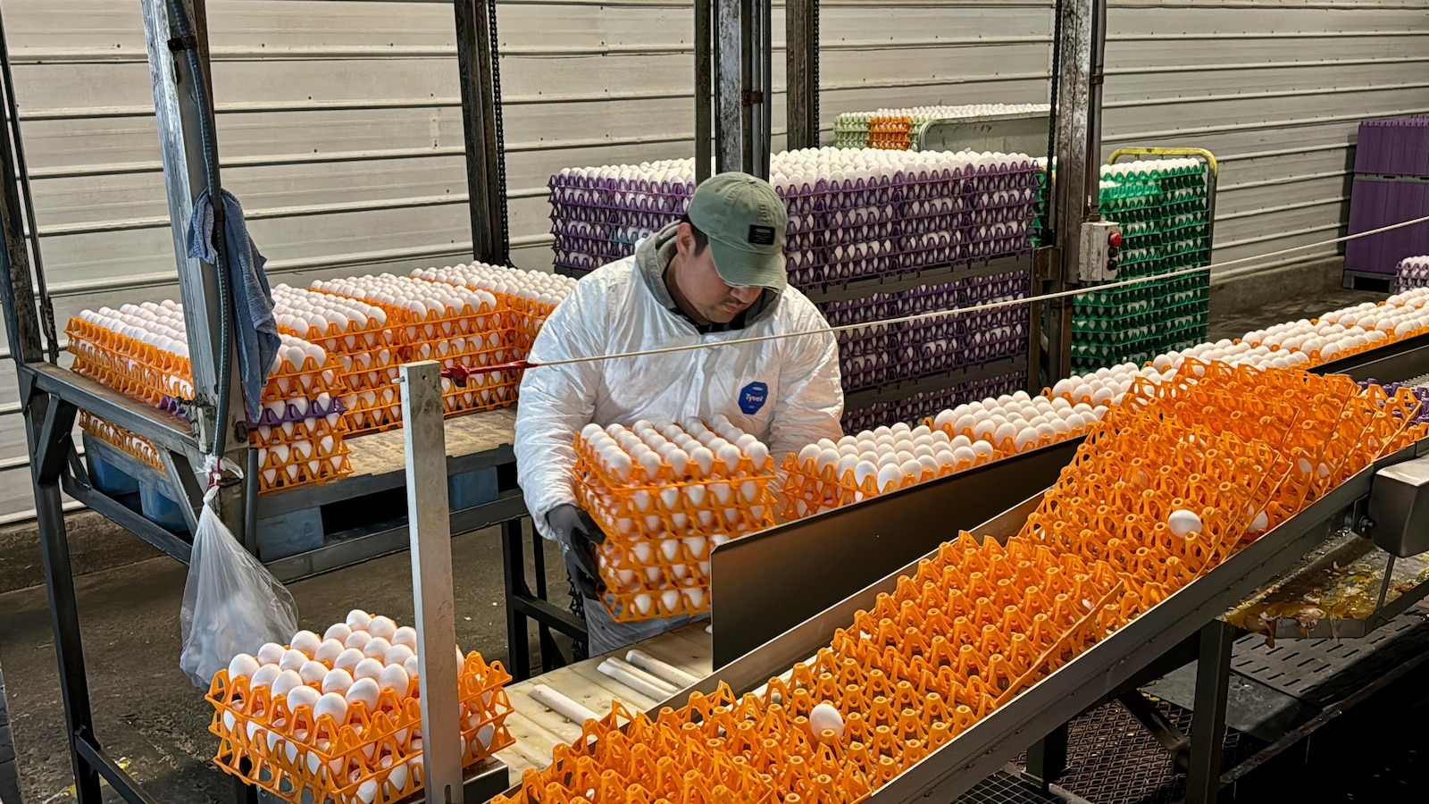 Featured image for "Avian Flu Outbreaks Rock California's Poultry Industry"