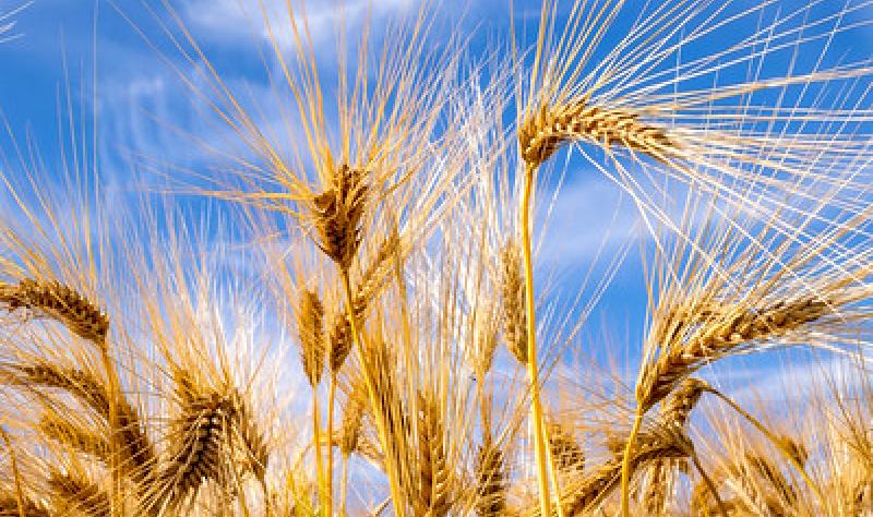 Featured image for "Potential Transmission of CWD-Causing Prions to Consumers Through Plants"