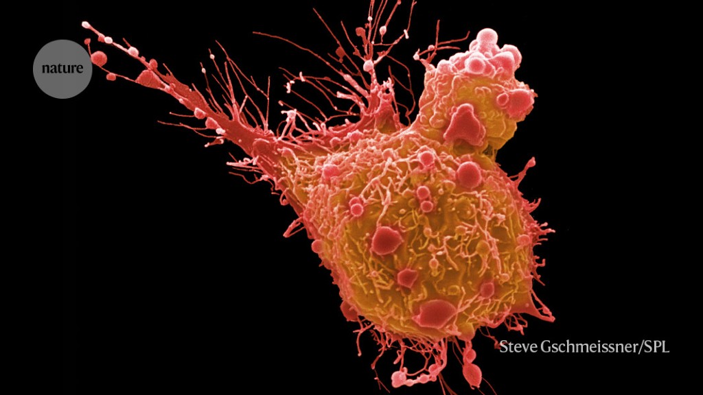 Featured image for Promising Antibody Breakthroughs in Cancer Treatment