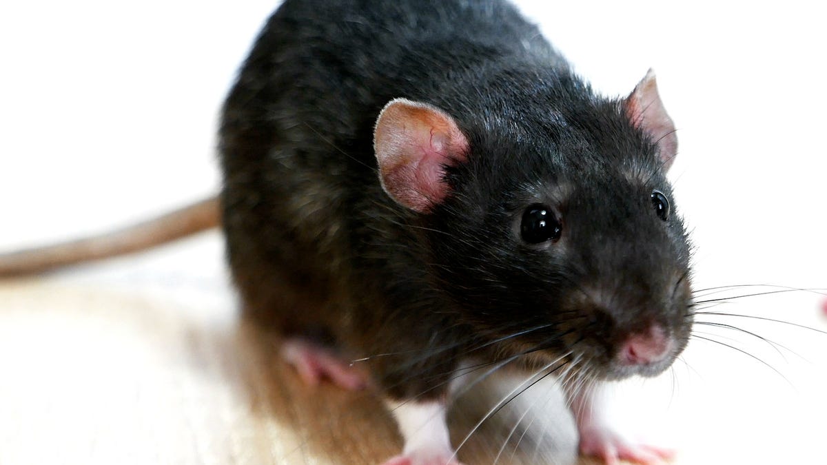 Rampant Rodents: Rats in New Orleans Police HQ Feasting on Seized Drugs