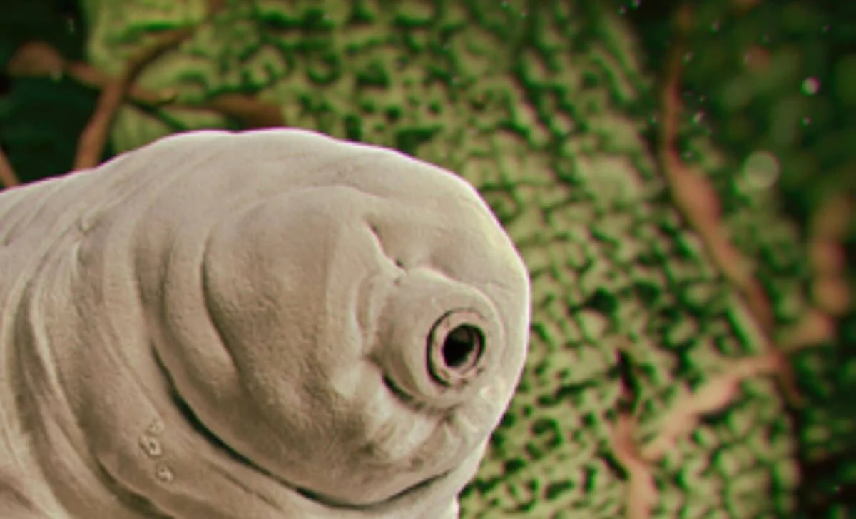 Scientists Discover Smiling Face of 500-Million-Year-Old Creature