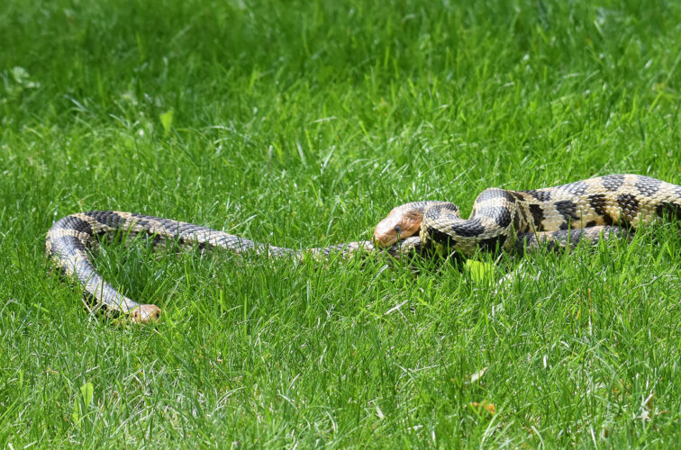 Featured image for Potential Increase in Yard Snakes Alarms Residents