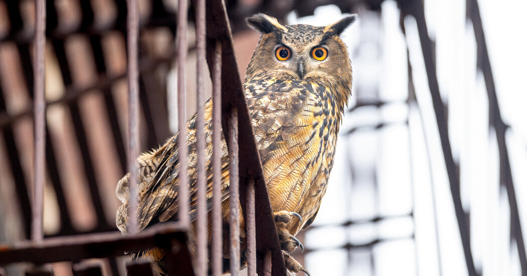 "Flaco the Owl: One Year of Freedom from Central Park Zoo"