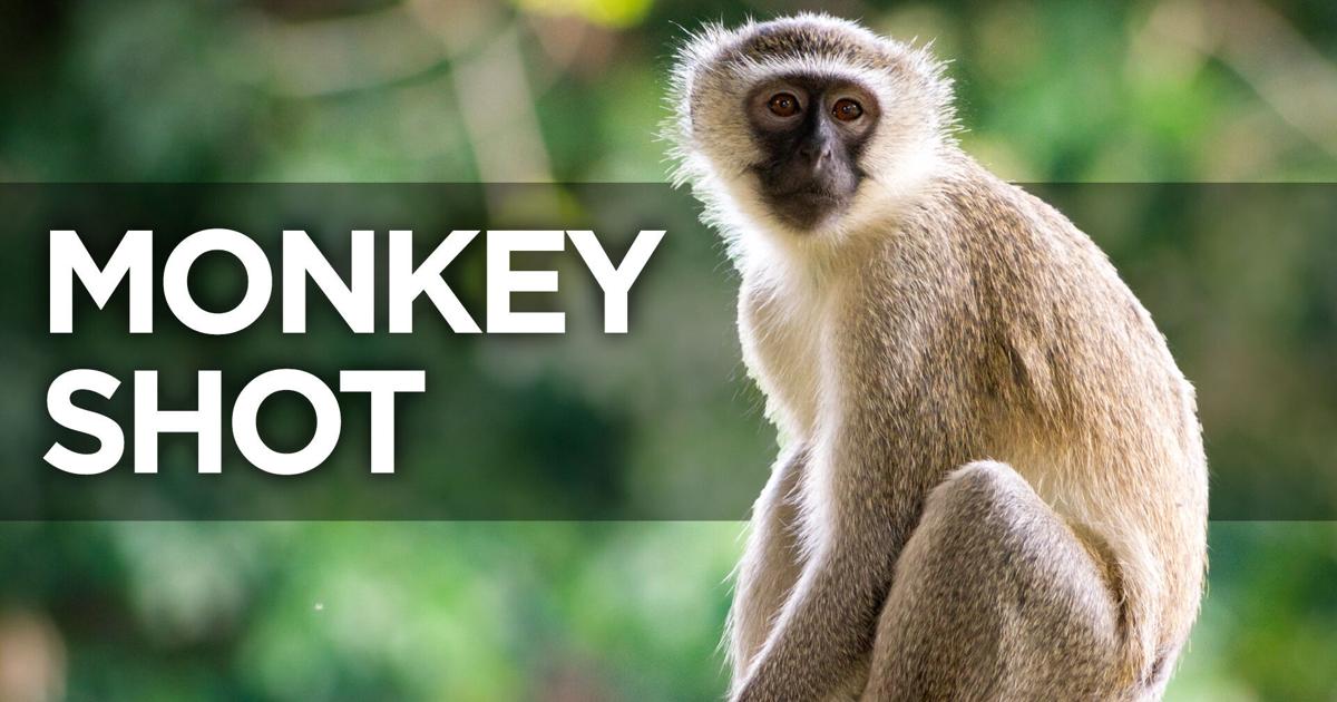 Featured image for Soddy-Daisy Woman Shoots Aggressive Monkey, Later Euthanized