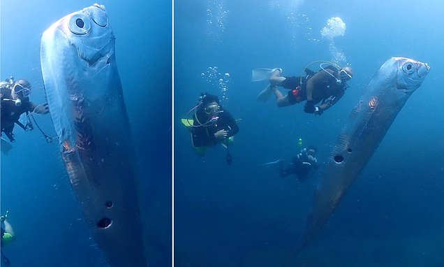 Featured image for "Scuba divers capture rare footage of giant oarfish, signaling an impending event"
