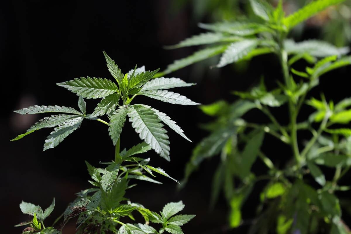 Featured image for President Eases Cannabis Regulations, Impacting Industry and Research