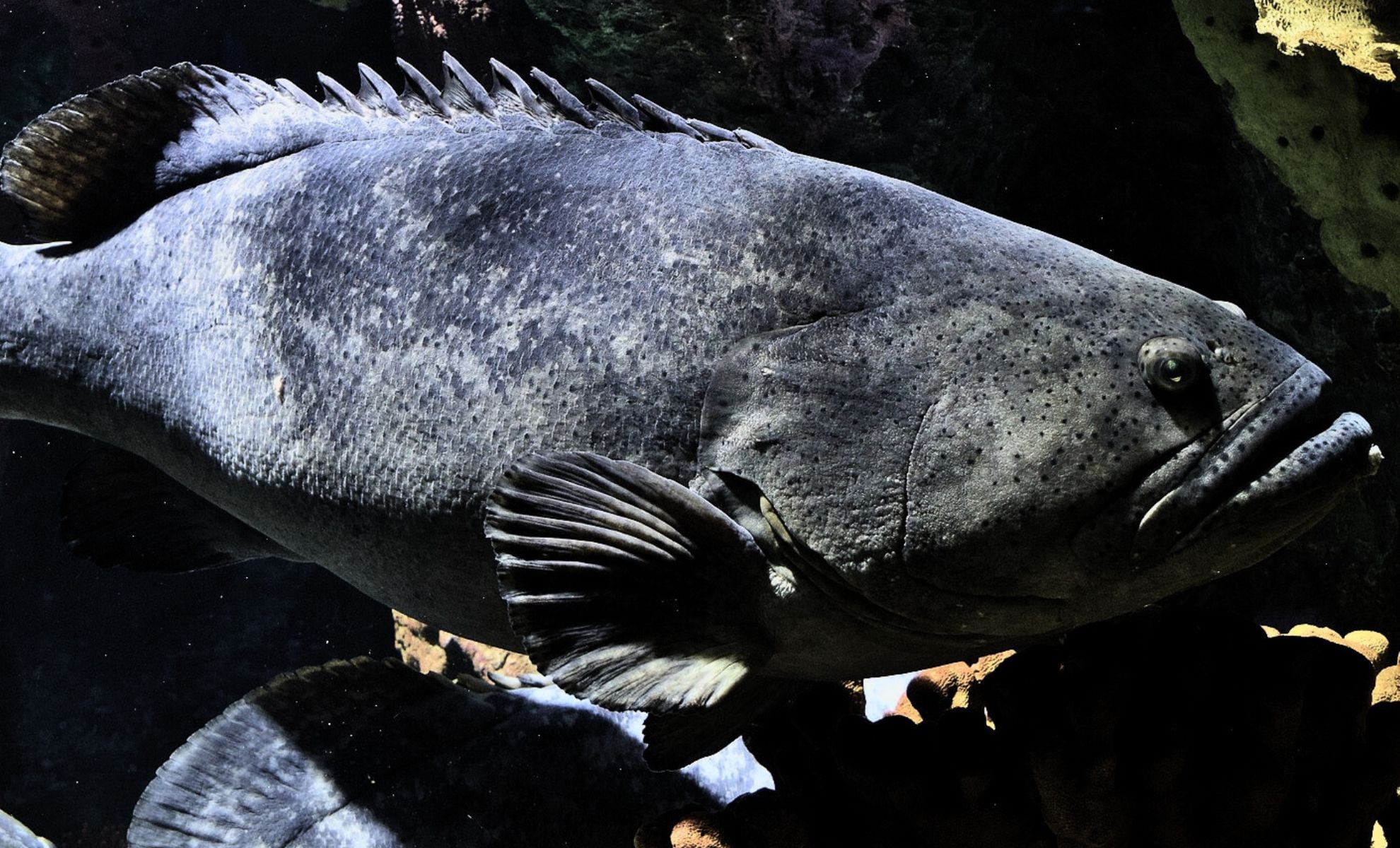 Featured image for Ancient Fish Armor: The Evolutionary Roots of Our Teeth