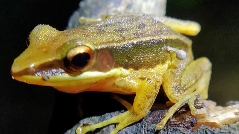 Featured image for Unprecedented: Indian Frog Grows Mushroom from Its Body