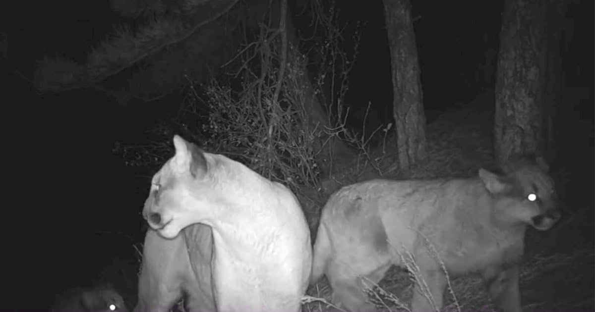Featured image for "Trail Camera in Wyoming Captures Mountain Lion Family in Rare Footage"