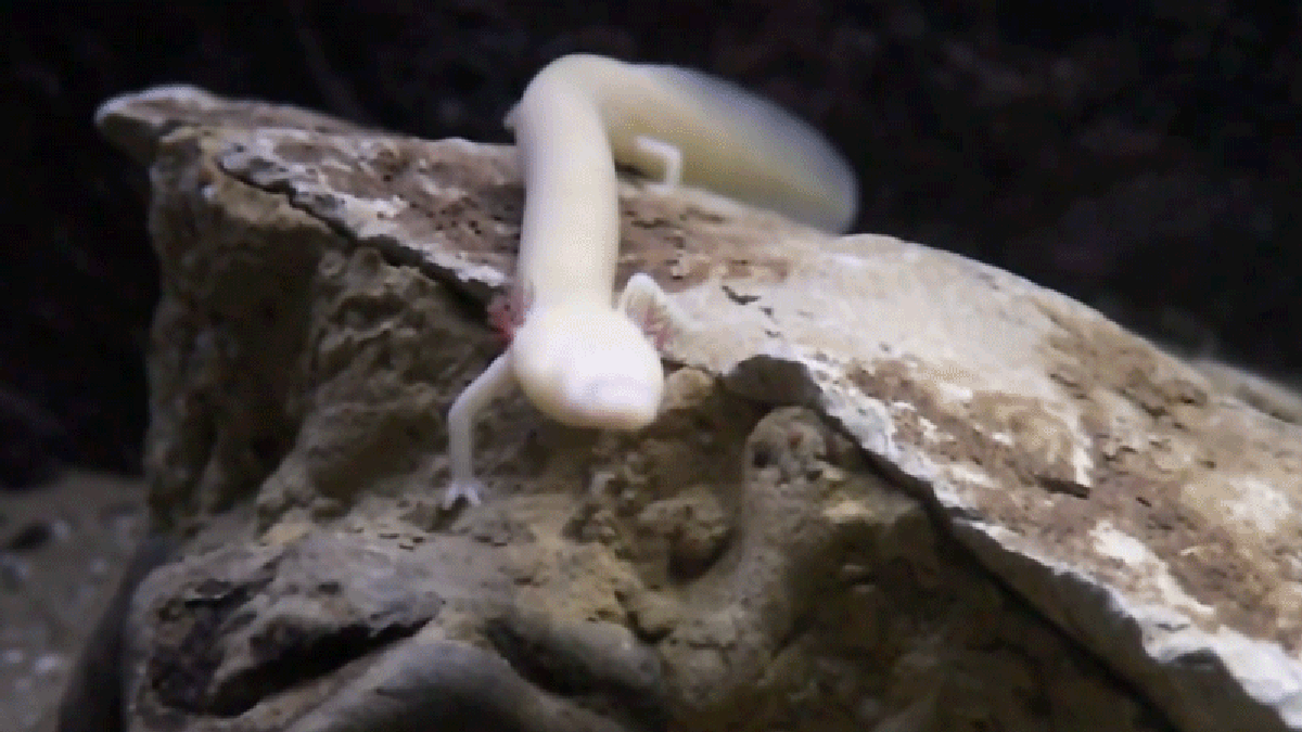 "Surprising Discovery: Blind Cave Salamanders Venture to the Surface"