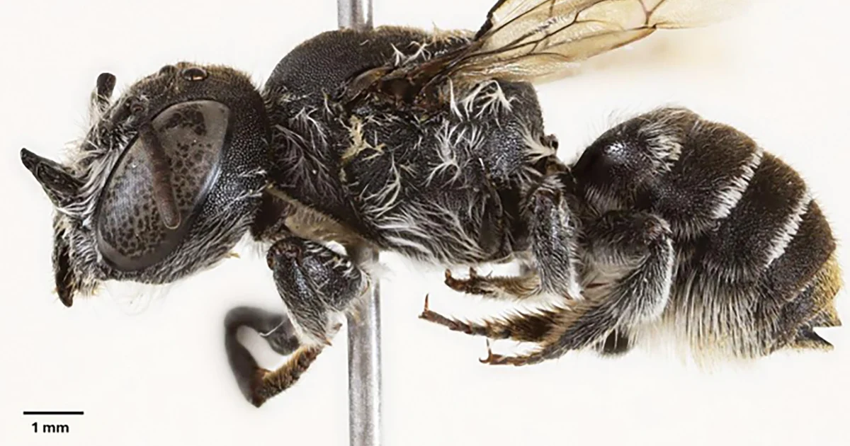 Featured image for Australia's New 'Lucifer' Bee with Devilish Horns Discovered