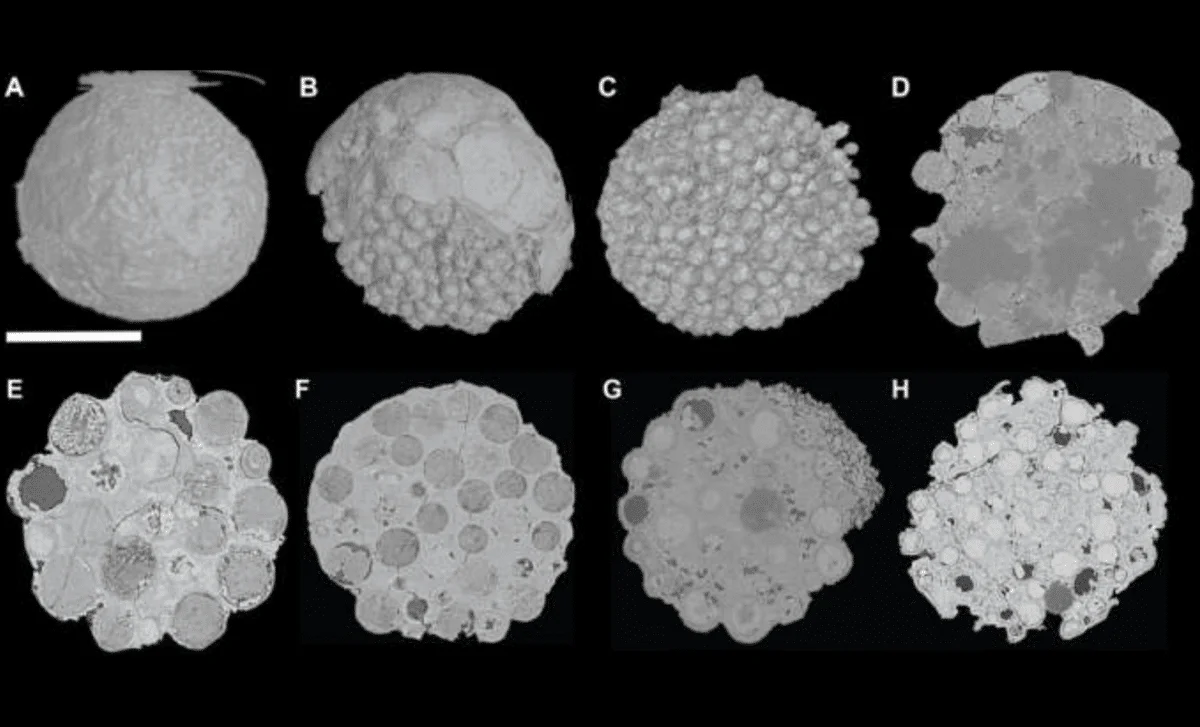 Weng’an Fossils Redraw the Timeline of Animal Origins