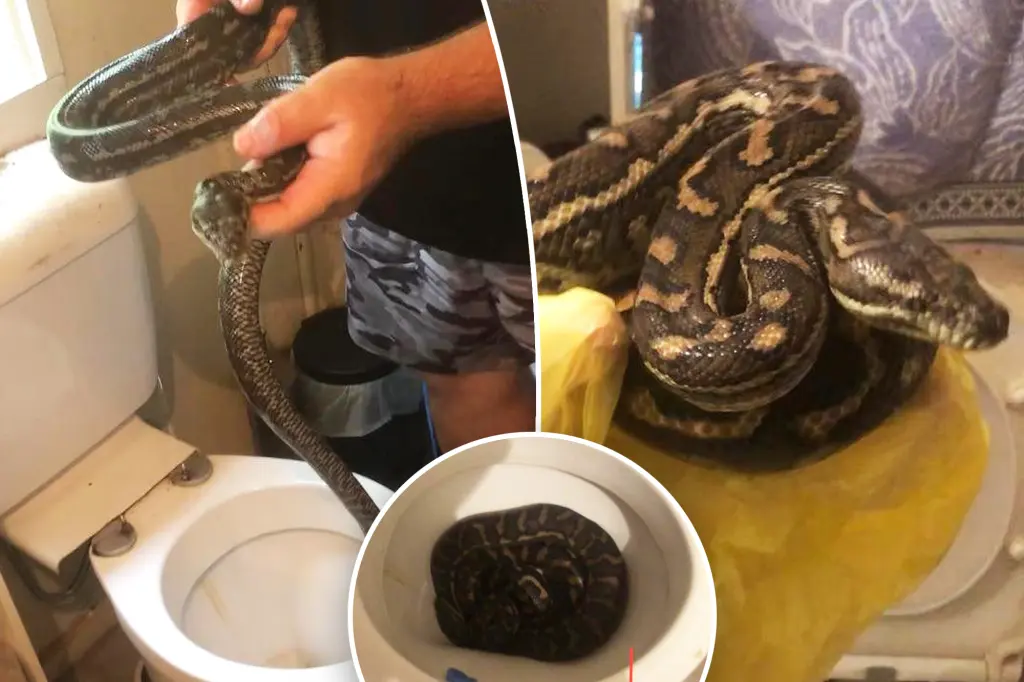 Man's Toilet Invaded by Pythons Twice in One Week